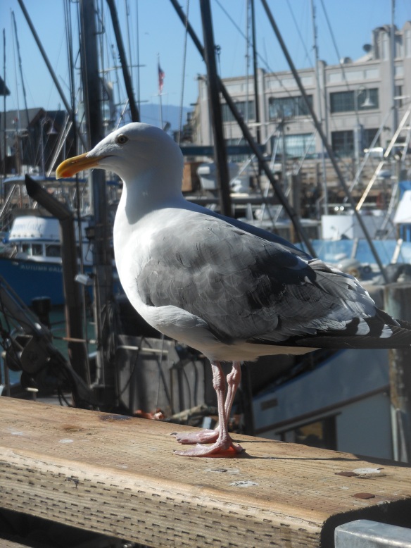 Seagull Of The Wharf