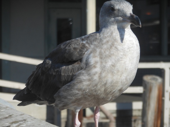 Weekly Photo Challenge: One, Or: Another Seagull Of The Wharf