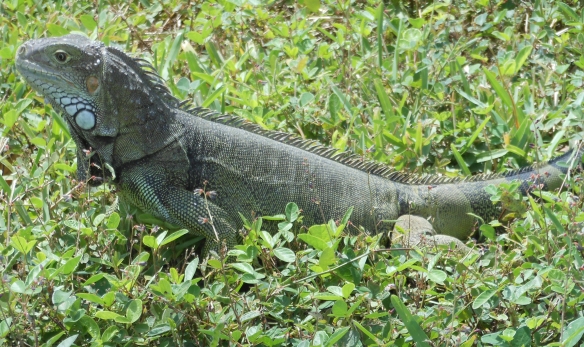 Aruba Iguana