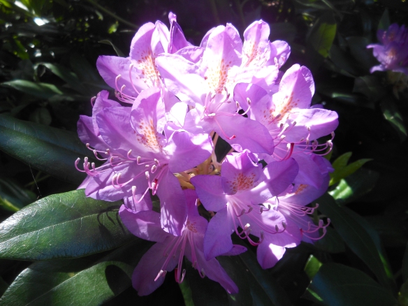 Rhododendrons In The Sun