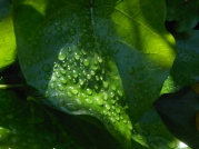 Raindrops On A Green Leaf
