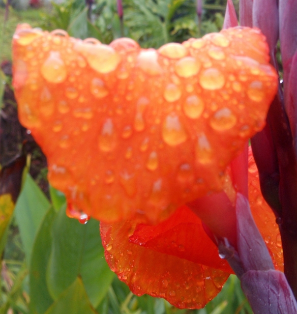 Travel Theme: Fresh, or: Orange Raindrops