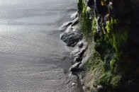 https://polymathically.wordpress.com/2014/12/11/algae-on-a-gray-sand-beach/