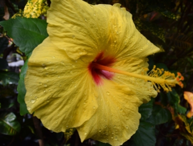 https://polymathically.wordpress.com/2014/12/20/weekly-photo-challenge-yellow-or-wet-hibiscus/