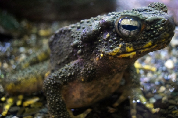 Borneo River Toad