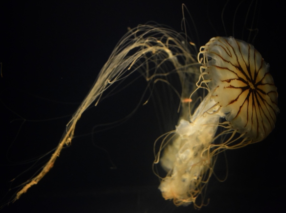 Jellyfish Spiral