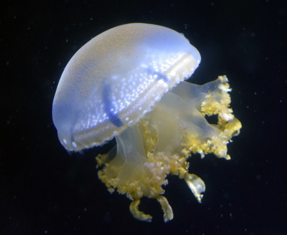 White-Spotted Jellyfish
